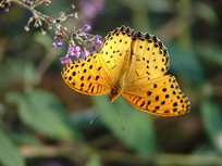 Ұ���һֻ쳱��̵�